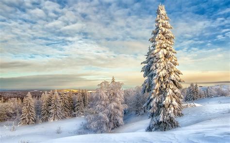 Winter Landscape with Snow Covered Trees Wallpaper, HD Nature 4K ...