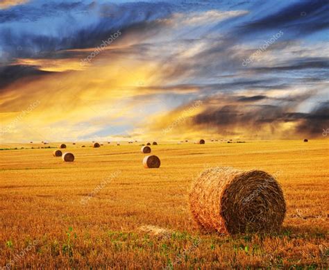 Golden sunset over farm field Stock Photo by ©elenathewise 4471035