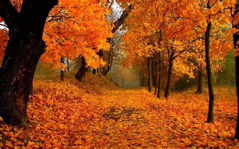 Fall Foliage Wallpapers HD