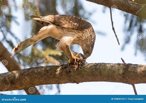 Cooper s Hawk stock image. Image of raptor, sitting, feeding - 54856193