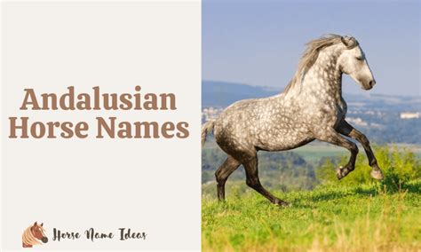 250 Andalusian Horse Names (With Meanings) - HorseNameIdeas.com