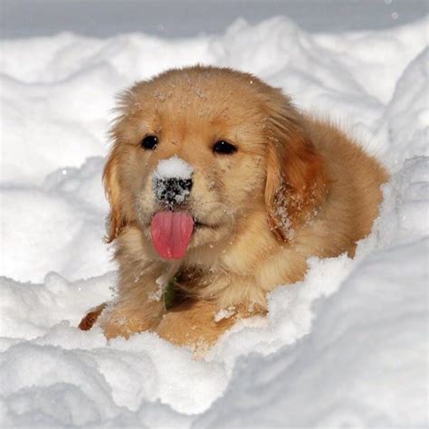 Puppies first time in the snow : r/aww