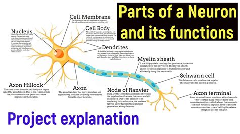 Parts of a neuron and their functions | Structure of a neuron with ...