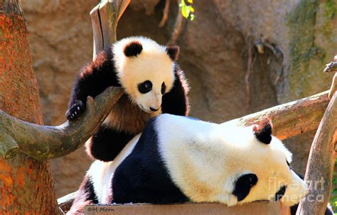 Panda Bear Baby Play Photograph by Tap On Photo - Pixels