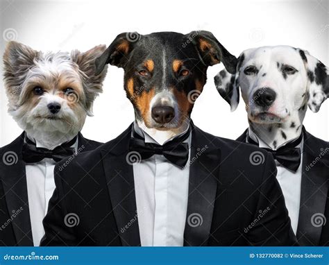 Portrait of Dogs in a Business Suit Stock Photo - Image of golden ...