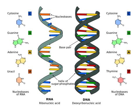 Nucleic Acids - Structure and Function