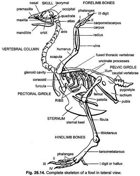 Bird Skeleton Diagram