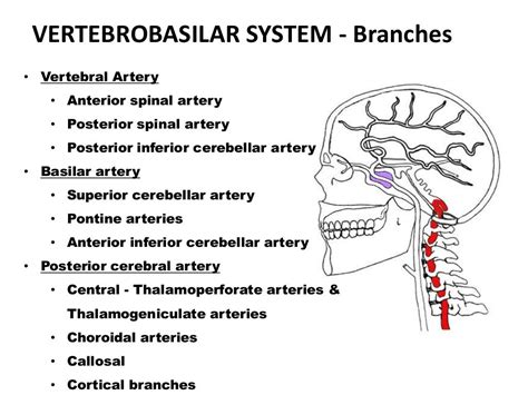 Posterior circulation stroke Syndromes