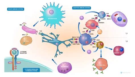 How does your immune system work? | Read to lead