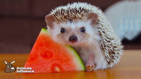 Adorable Animals Eating Food | Animals Influence - YouTube