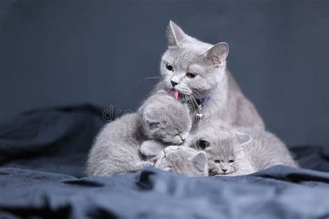 Mother Cat Playing With Her Kittens Stock Image - Image of family, cute ...