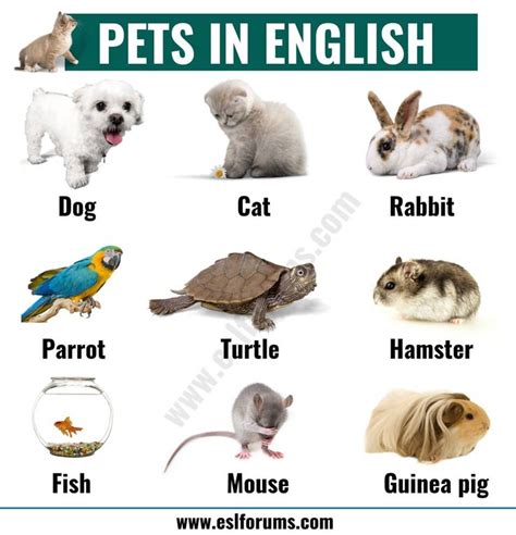 an image of different types of pets in english