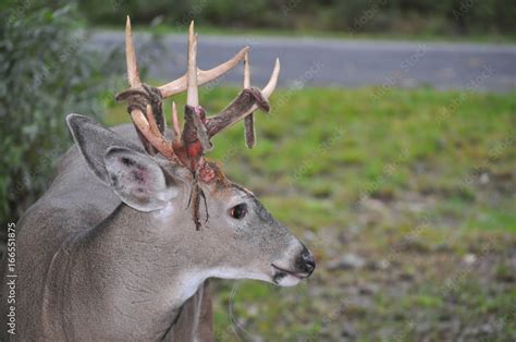 Whitetail buck deer with velvet shedding antlers in Pennsylvania Stock ...