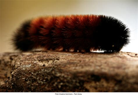 Winter Species - Woolly Bear Caterpillar - Hamilton College