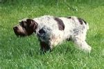 Spinone Italiano Puppies for Sale from Reputable Dog Breeders