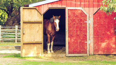 DIY Horse Shelter Guide | Step-by-Step Run-In Shed Plans | Horse Care ...