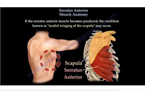 Serratus Anterior — OrthopaedicPrinciples.com