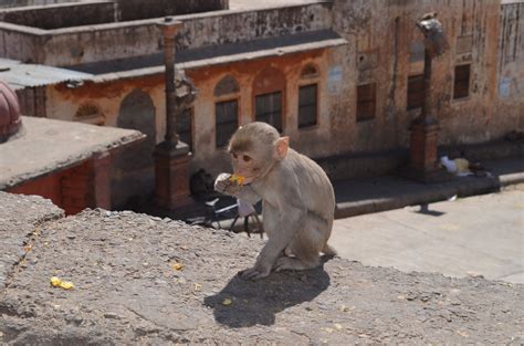 Monkey Temple, Jaipur, India – Koren Leslie Cohen