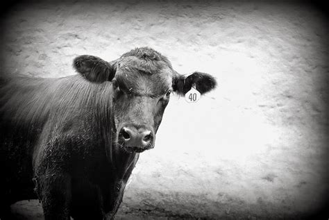 Farm Life Photos: Agricultural Based Photography in Central PA Black ...