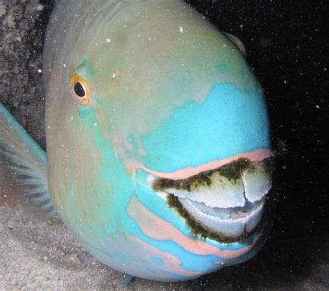 Thanks, I hate parrot fish with algae in their teeth. : r/TIHI