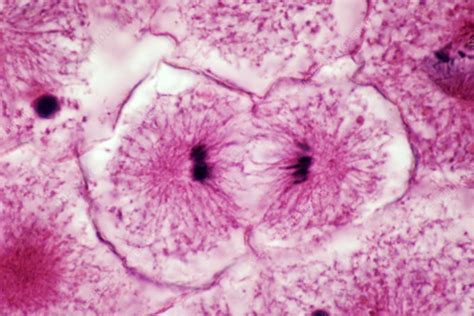 Telophase Animal Cell