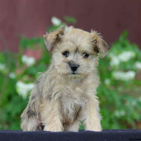 Miniature Schnauzer Mix Puppies For Sale | Greenfield Puppies