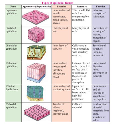 Epithelial Tissue Structure