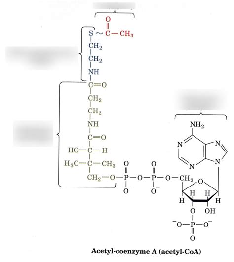 Acetyl CoA Structure Diagram | Quizlet