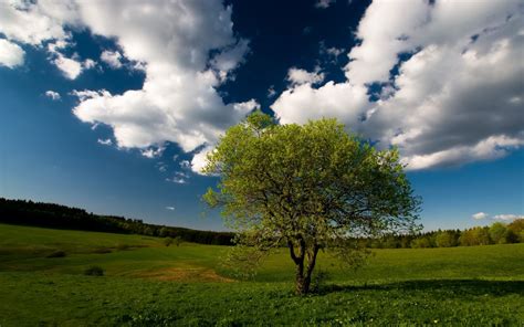 Wallpaper : tree, field, clouds, sky, meadow, grass 1920x1200 ...