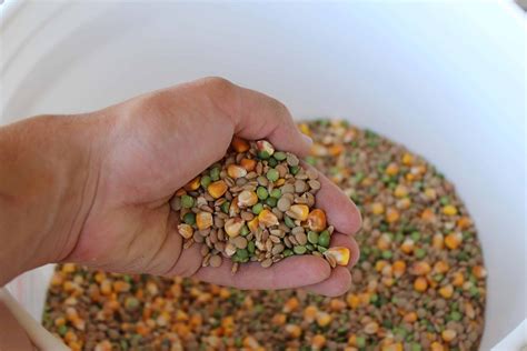 Homemade Chicken Feed Recipe • The Prairie Homestead