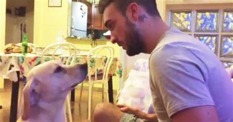 Dog Owner Scolds Guilty Pooch But Has To Smile At Dog’s Abrupt Apology ...