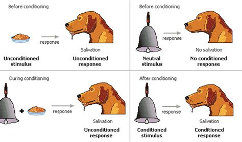 Classical Conditioning - vigglegiggle