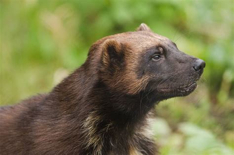 Wolverines - Wild Animals News & Facts by World Animal Foundation