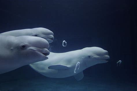 Beluga Whale Facts, Habitat, Sounds, Diet, Baby, Videos, Pictures