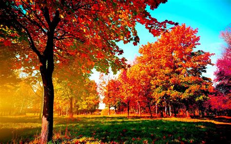 🔥 [70+] Autumn Trees Wallpapers | WallpaperSafari