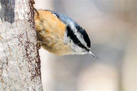 The Red-breasted Nuthatch and Its Quirky Behavior