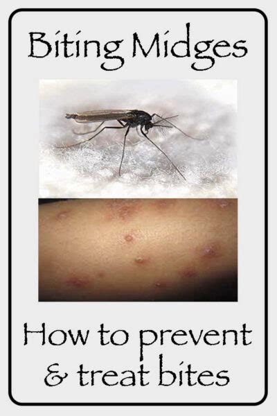 Midges - how to prevent and treat the bites. - Trippin' Turpins