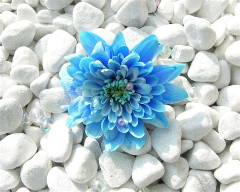 Blue Flowers Wallpapers - Wallpaper Cave