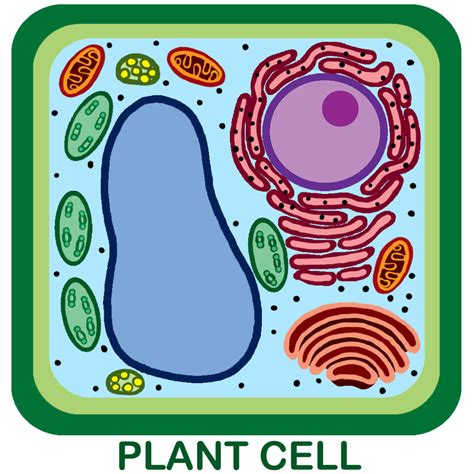 Labeling Plant Cell Diagram | Quizlet