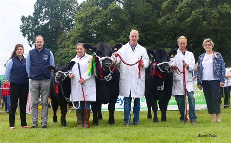 Northern Ireland Aberdeen-Angus Summer Championships take place at ...