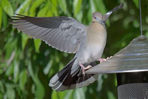 White-Wing Dove - wing action: I think that White-Wing Doves are rather ...