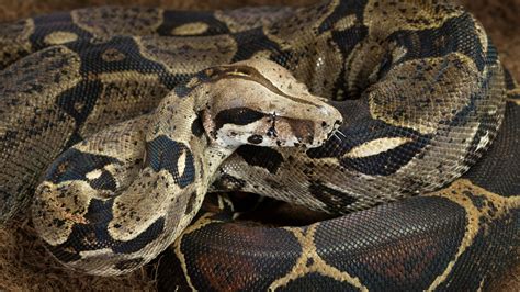 Six-foot boa constrictor 'on the loose' in Essex | Offbeat News | Sky News