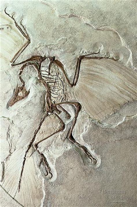 Archaeopteryx Pictures & Facts - The Dinosaur Database