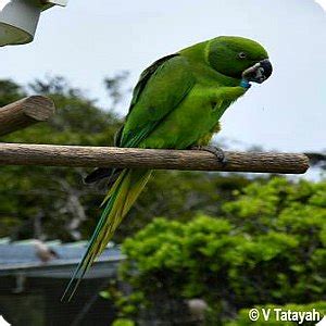 The Mauritius Parakeet, an endangered endemic bird species