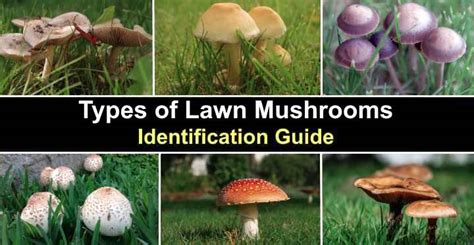 17 Types Of Lawn Mushrooms (with Pictures) Identification, 49% OFF