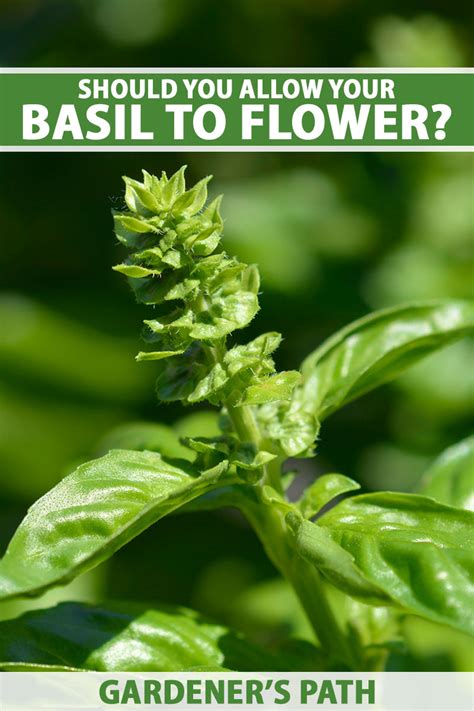 Should You Allow Basil Plants to Flower? | Gardener’s Path