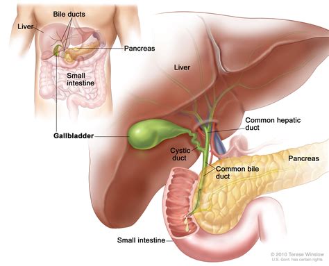 Gallbladder Cancer Treatment - NCI