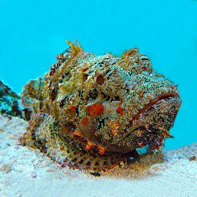 Stone Fish | Stonefish - Facts, Sting, Poison, Venom, Diet, Habitat