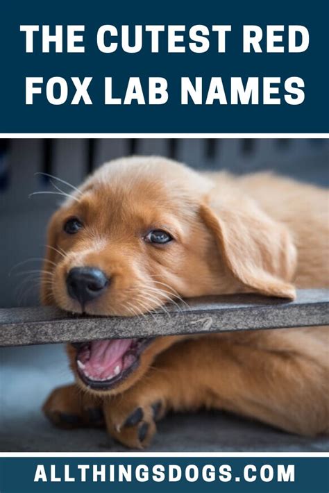 Red Fox Lab Names | The Cutest Names for Your Fox Red Labrador