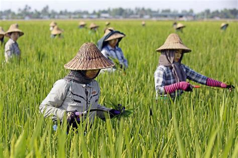 Continued instability brings mixed fortunes for rice growers | Frontier ...